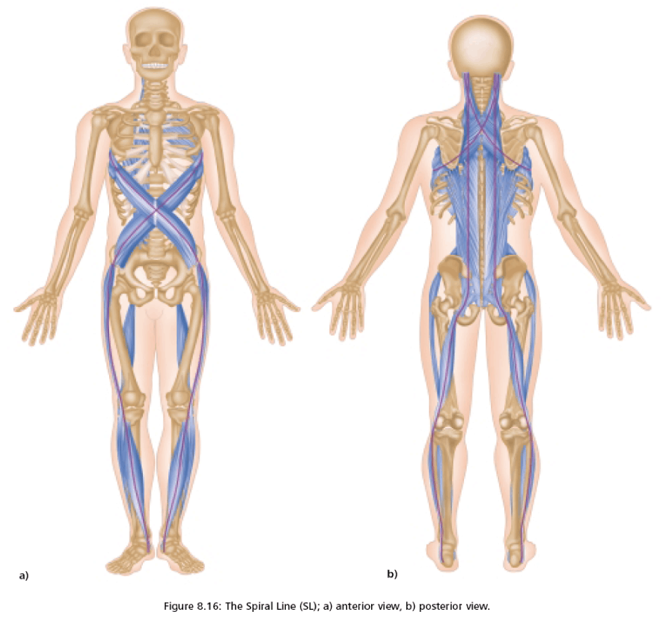 Diagram of the fascial systems and how myofascial release therapy is understood and approached.