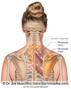 Rhomboid Exercises: Strengthen & Fix Scapular Dysfunction