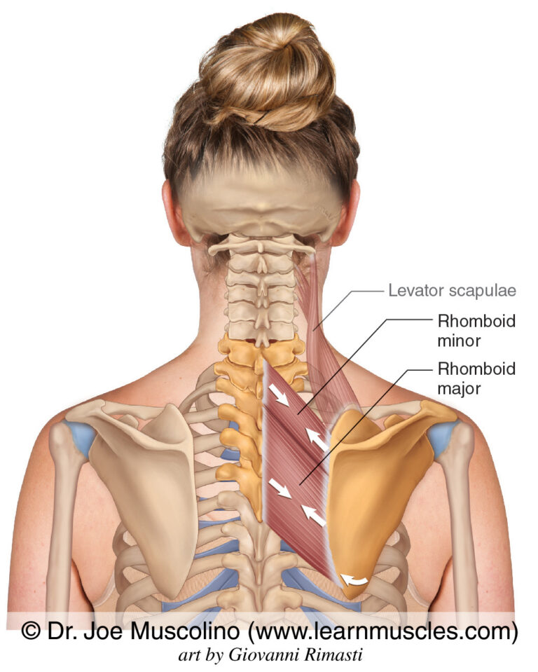 Rhomboid Exercises: Strengthen & Fix Scapular Dysfunction