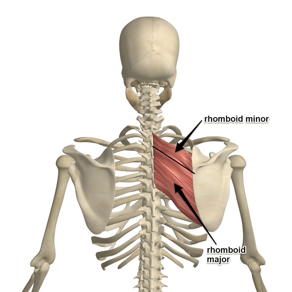 Detailed anatomy of the rhomboid major and minor muscles, showing their connection to the scapula and thoracic spine.
