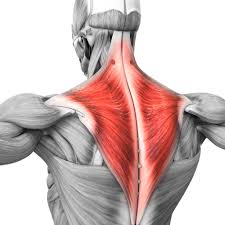 Picture of a trapezius muscle highlighted in red.  Are you suffering from always having tight trap muscles?  Kinetix Sport + Spine can help with their soft tissue therapy and corrective exercises personalized to you.