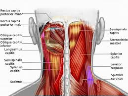 Posterior neck muscle anatomy that are a focus for our neck strain treatment in lakeway texas